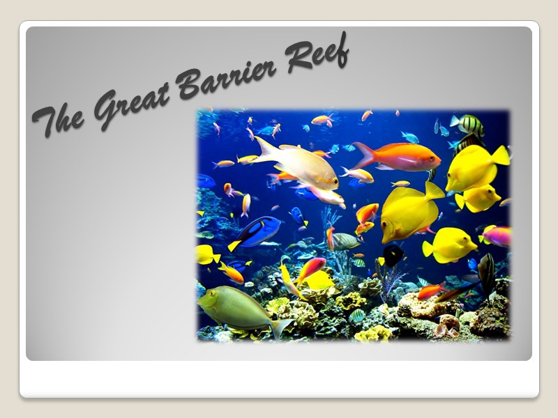 The Great Barrier Reef